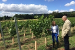 Visiting Chapel Down's vineyard in Boxley